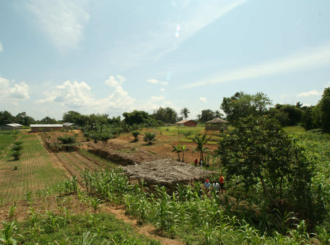 Akkerbosbouw proefveld Kisangani vzw 1