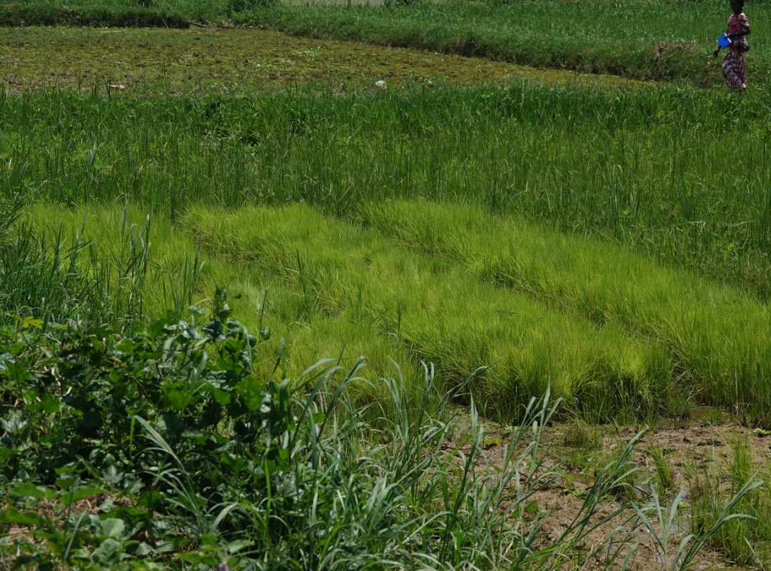 Rijst kweekveld Kisangani vzw