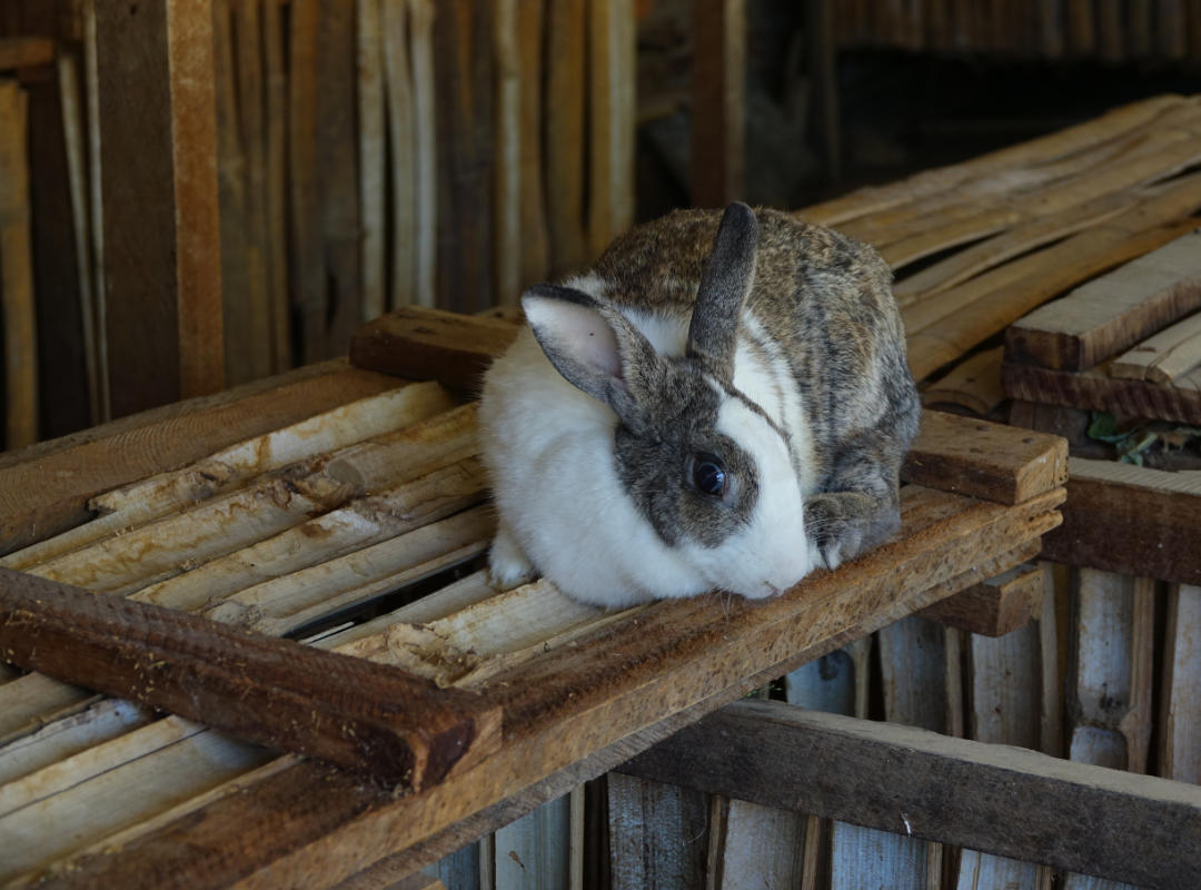 konijnenhok in bamboe Kisangani vzw