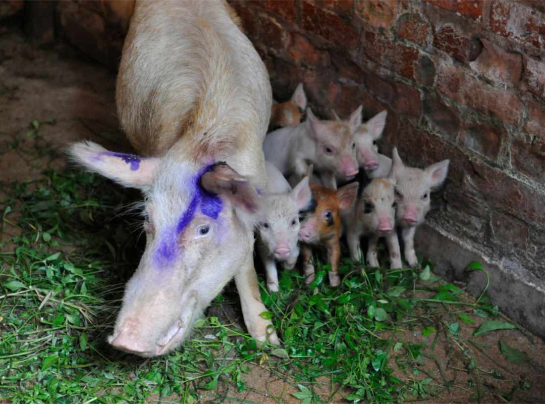 Een varken dat beschermend voor haar kleine biggetjes staat op de site van de de Universiteit van Kisangani. Ze heeft een blauwe kleurstof aan haar oren en oog.