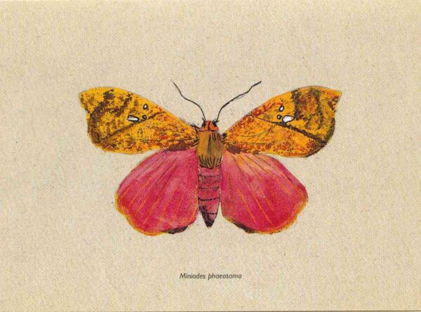 Schilderij van een gele en rode 'Miniodes Phaeosoma' vlinder op een beige achtergrond.