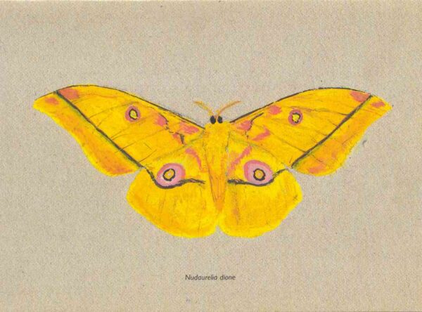 Peinture du papillon jaune "Nudaurelia Dione" sur fond beige.