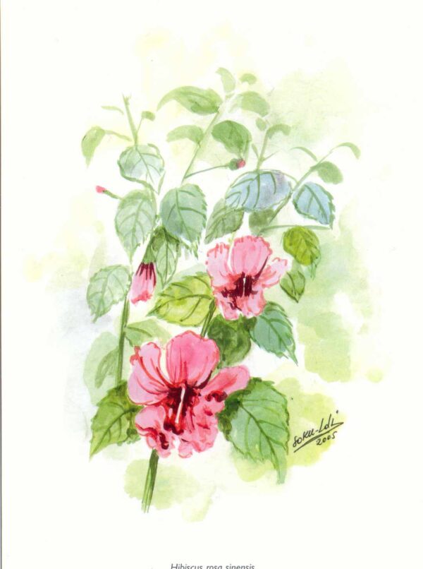 Aquarelle de la plante 'Hibiscus rosa sinensis'. Nuances de vert et de rose sur fond blanc.