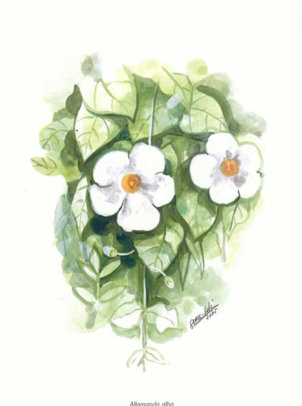 Aquarelle van de 'Alamanda Alba' bloem. Groene en witte tinten op een witte achtergrond.