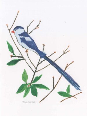 Oiseau bleu et blanc sur des brindilles délicates avec quelques feuilles attachées. Aquarelle dans les tons de bleu, vert et brun sur fond blanc.