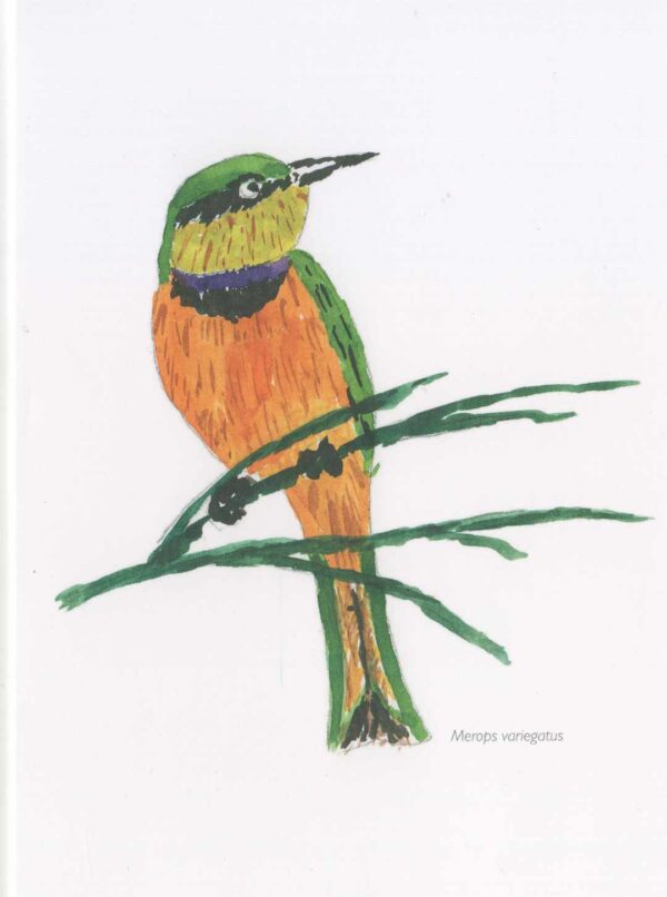 Oiseau orange et vert sur une branche. Aquarelle en orange, vert, jaune et noir sur fond blanc.