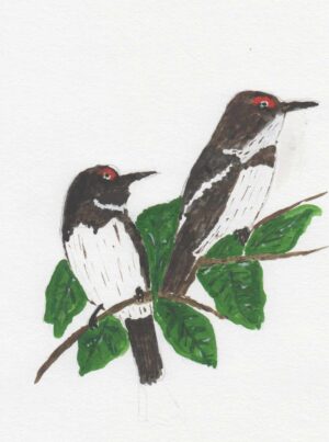 Deux oiseaux blancs et noirs sur une branche à laquelle sont attachées quelques feuilles. Aquarelle en vert, marron et blanc sur fond blanc.