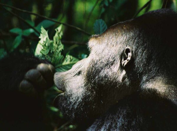 Close-up van een chimpansee die zijn lippen tuit alsof hij iets aan het roepen is.
