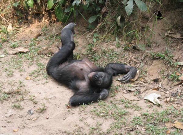 Foto van een chimpansee die op zijn rug ligt met zijn benen opgetrokken.